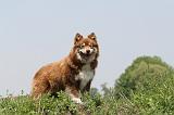 CHIEN FINNOIS DE LAPONIE 171